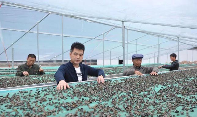 甘肅禮縣杜小軍退伍不退軍人本色，做“鄉村振興”戰略的踐行者